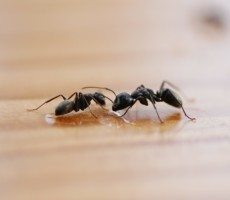 home ant exterminator, home ant control, home ant removal, home ant service, ant exterminator, ant control, ant removal, ant service, ants