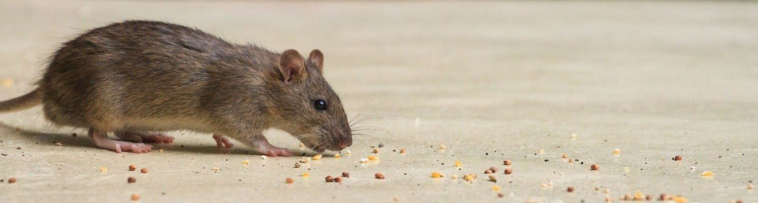 Mouse following a trail of crumbs.