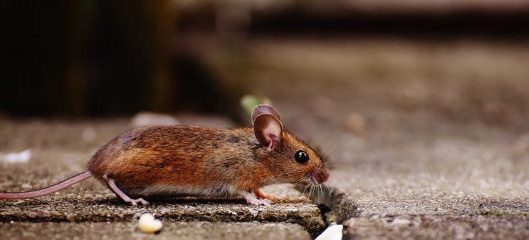 Mouse on pavement.