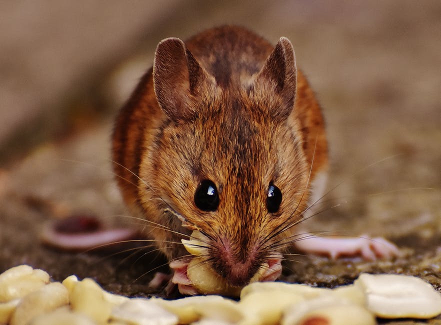 Close up of mouse eating nuts.