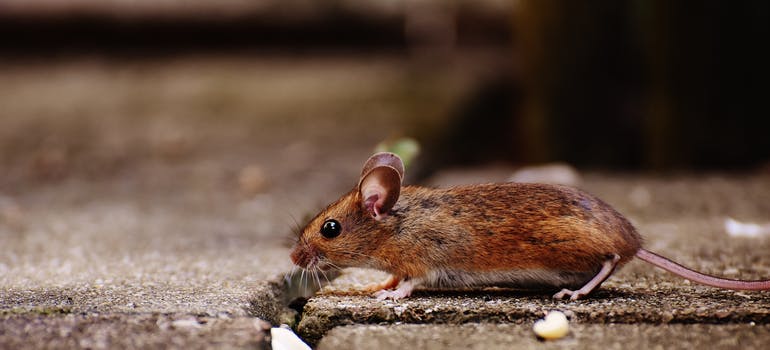 mouse on pavement.