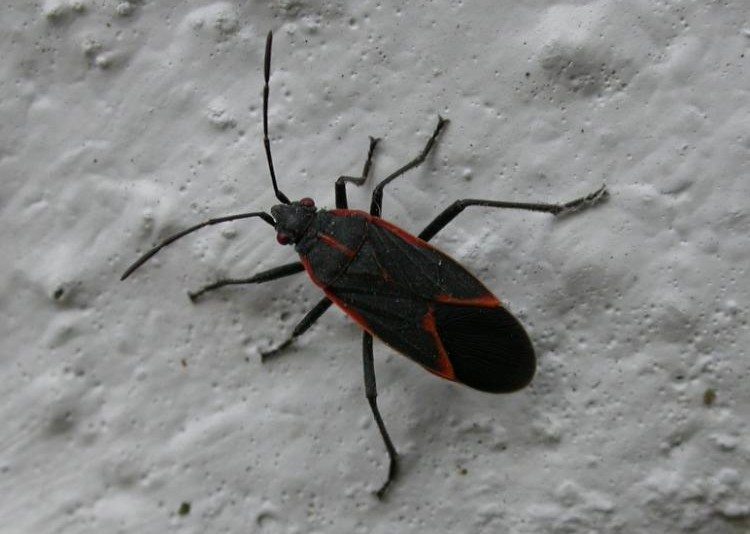 Close up of Boxelder bug.