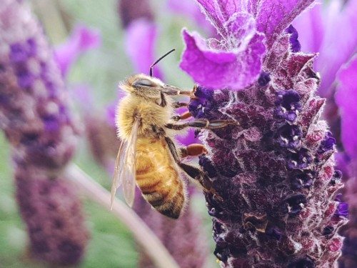 Honey Bee on a purple flower.