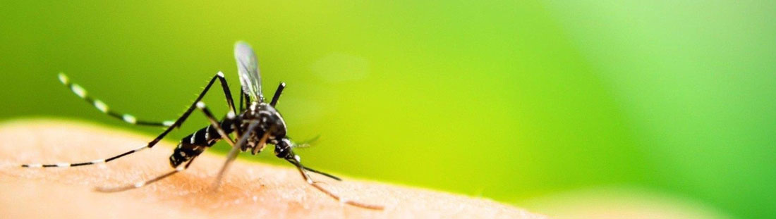 Close up of black mosquito.