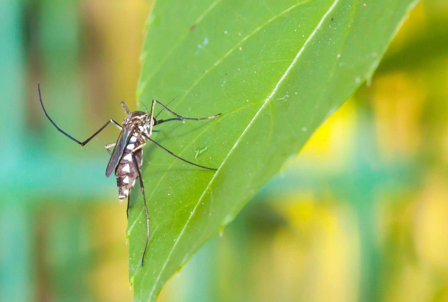 Mosquito on a leaf.