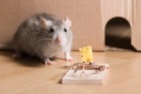 Gray mouse next to mouse trap with cheese on it.