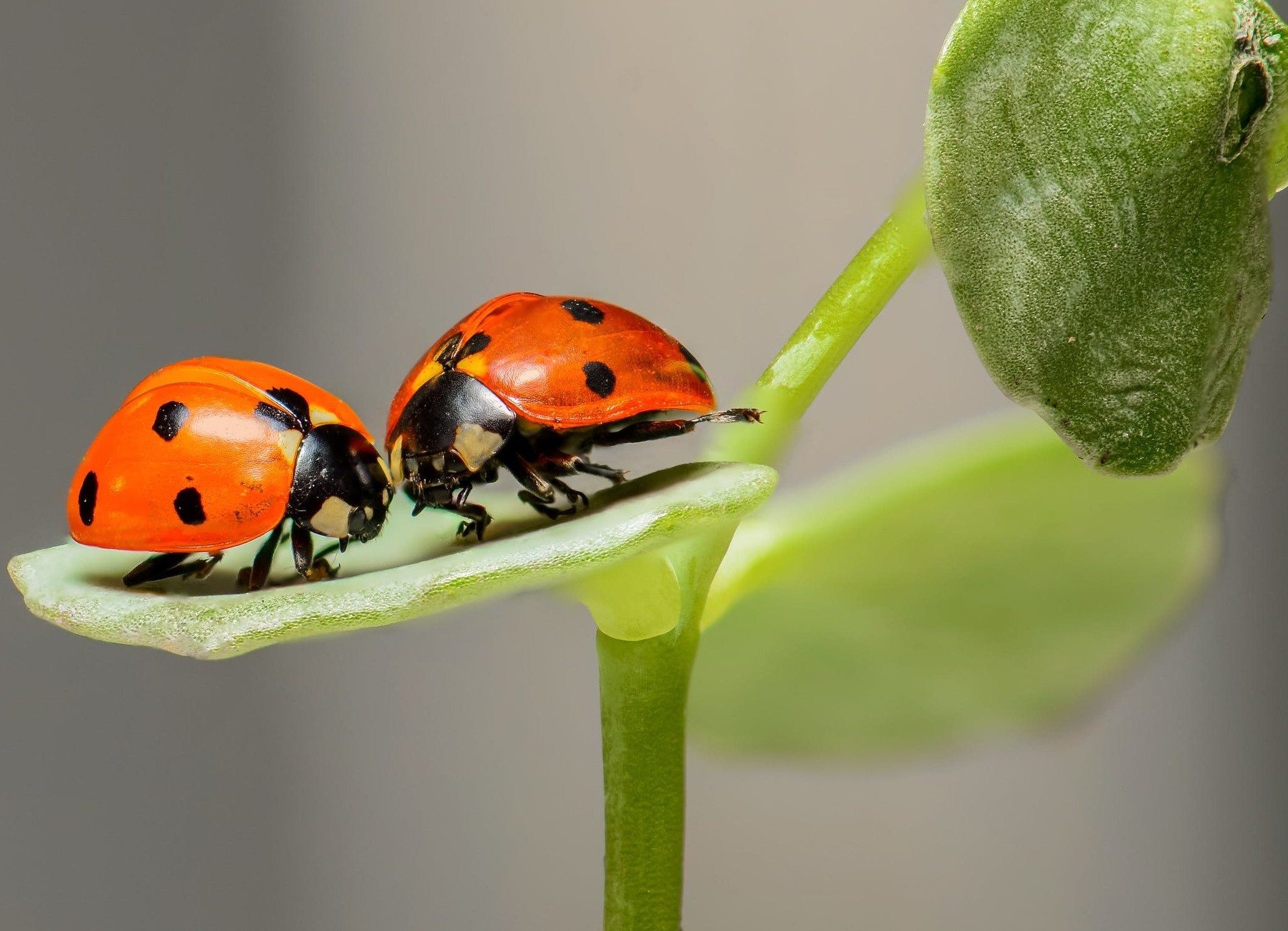 Two ladybugs sitting on leaf.