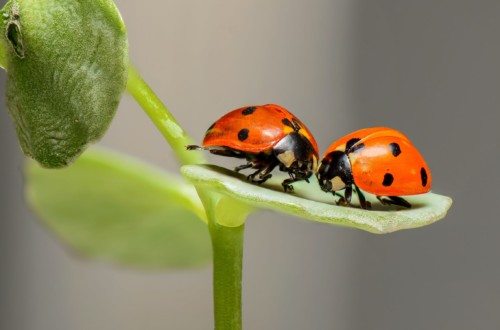 Two ladybugs sitting on leaf.