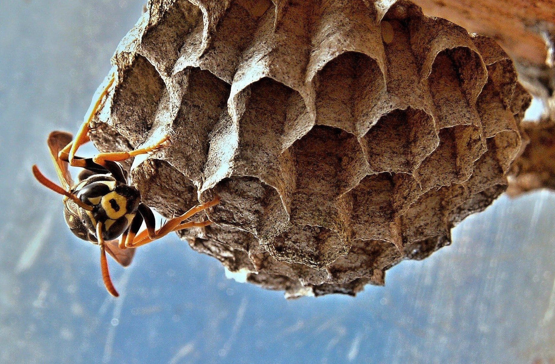 wasp nest removal wasp control