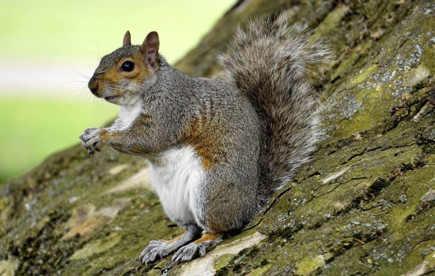 squirrel, squirrels, squirrel removal, squirrel control, squirrel exterminator, squirrel services