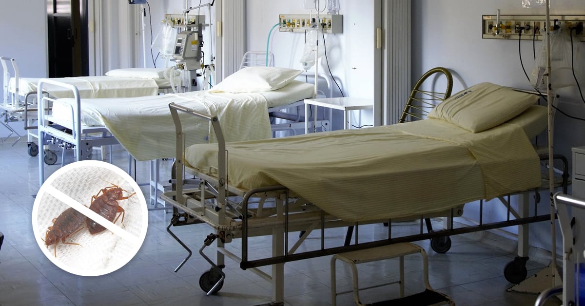 Bed Bugs in Hospitals WilKil Pest Control