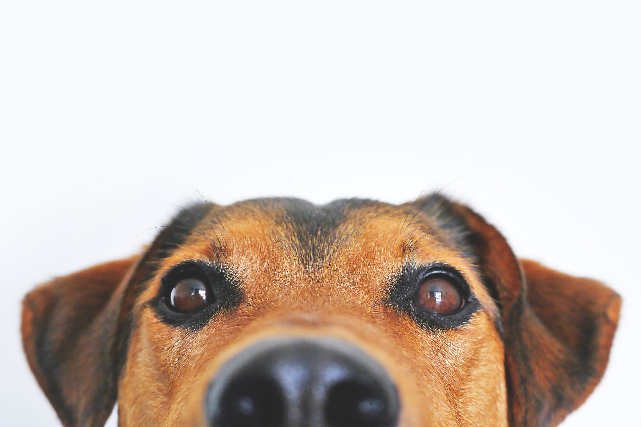 Close up of upper half of dogs face.