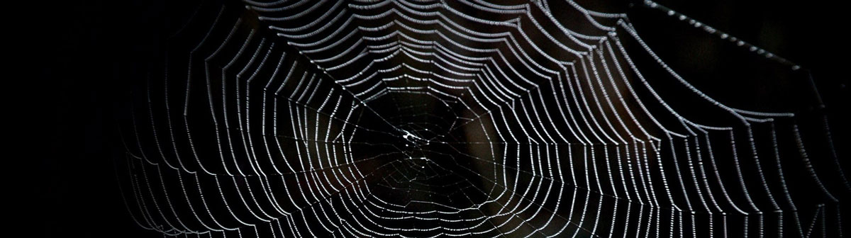 Spider web against black background.
