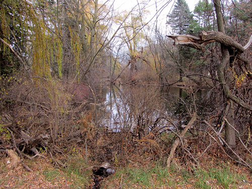 Small lake with dead brush and trees.
