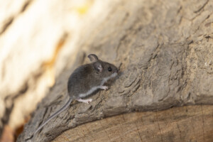 Rodent often called the North American deermouse