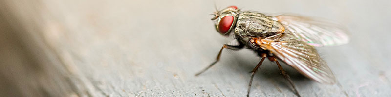 Fly Control - Wil-Kil Pest Control