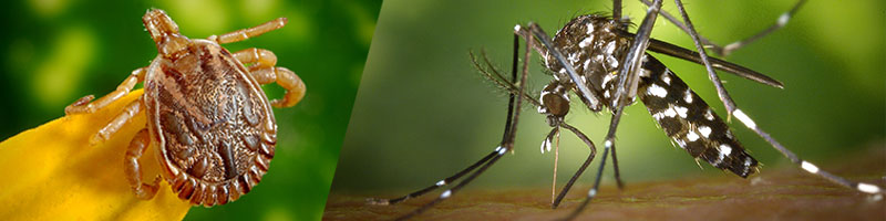 Mosquito Tick Control - Wil-Kil Pest Control