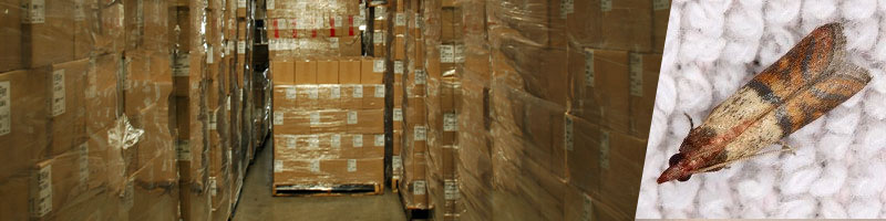 Cardboard boxes and stored product pests