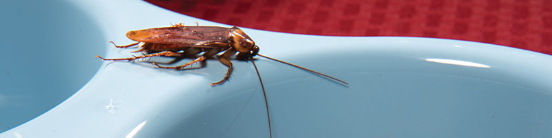 Photo of American Cockroach sitting on pet food dish