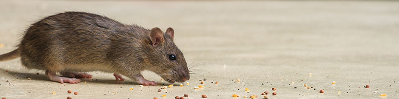 Mouse following a trail of crumbs.