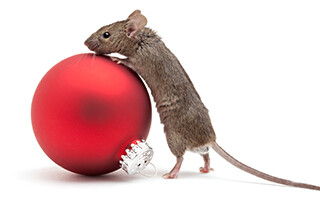 A mouse climbing a red Christmas ornament - Keep pests a way form your home with Terminix Wil-Kil