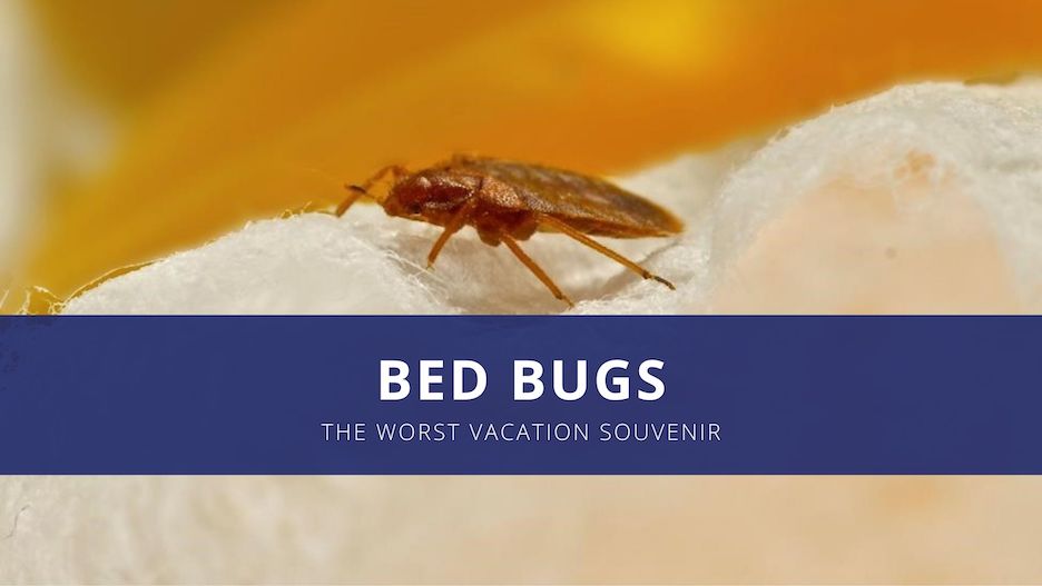 A bed bug sitting on cotton, magnified for detail. Text over the photo reads Bed Bugs, the worst vacation souvenir
