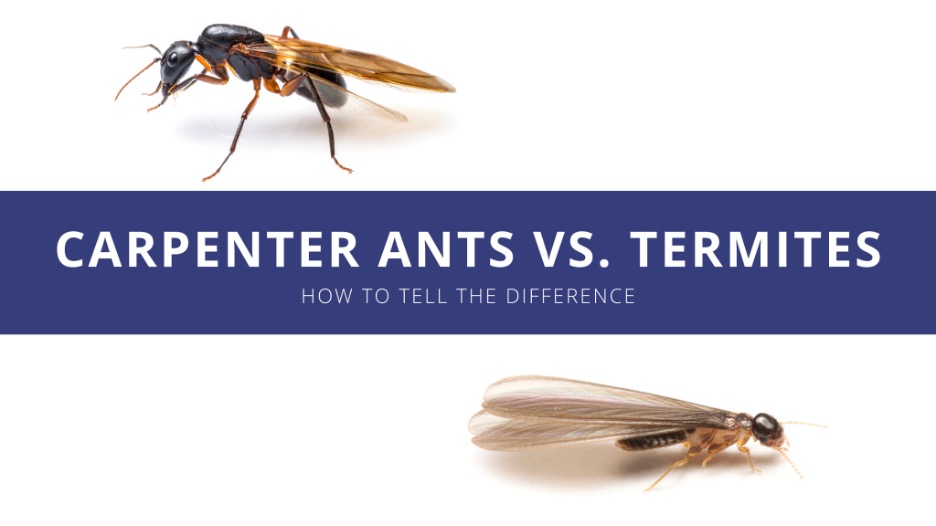 A carpenter ant and a termite on a white background with the post title text sitting between them