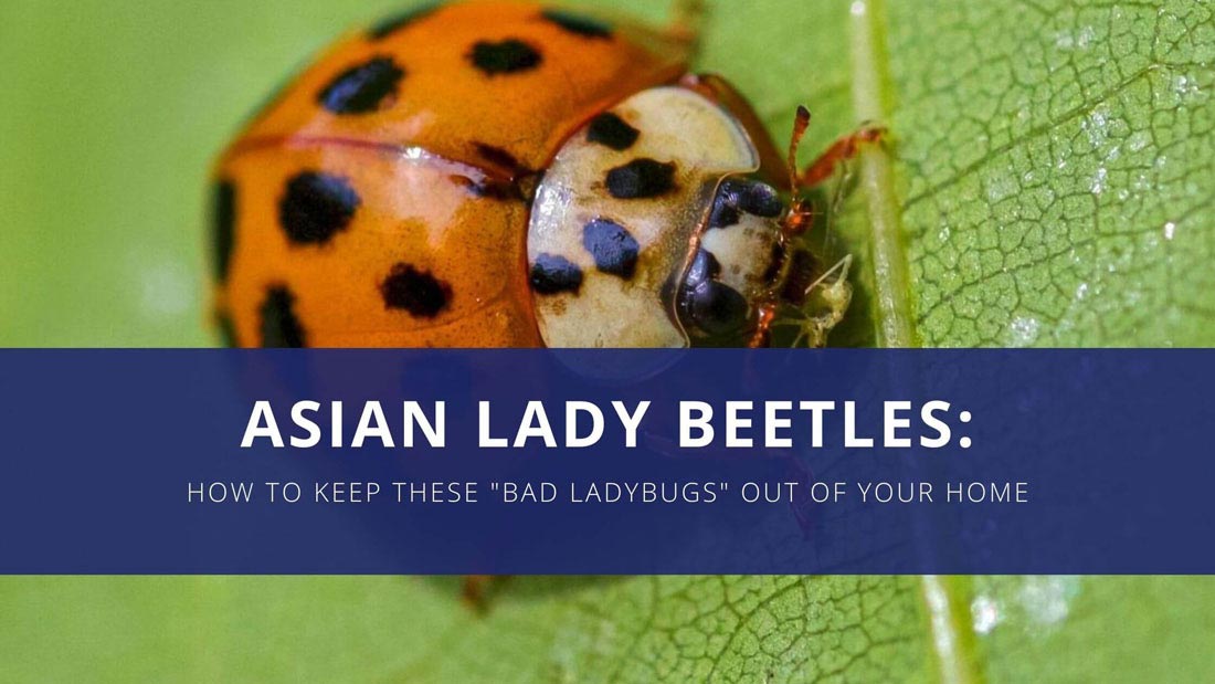 an asian lady beetle sitting on a leaf, text is superimposed over the photo that reads asian lady beetles