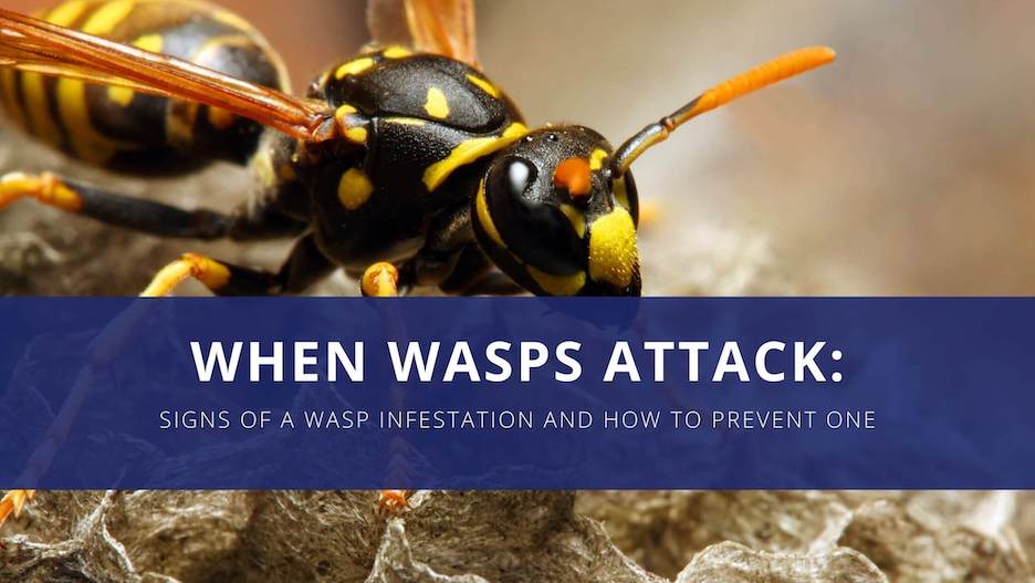 Close-up perspective of a yellow jacket accompanied by the text reading when wasps attack