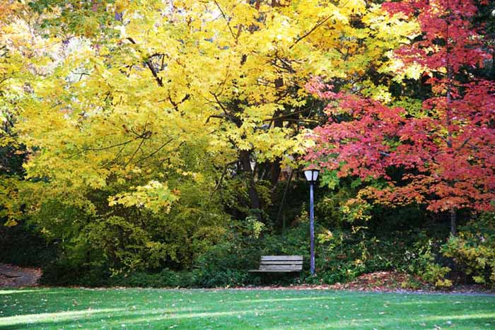 autumn in a park