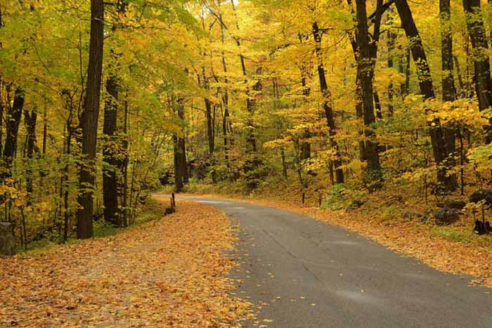 wooded path