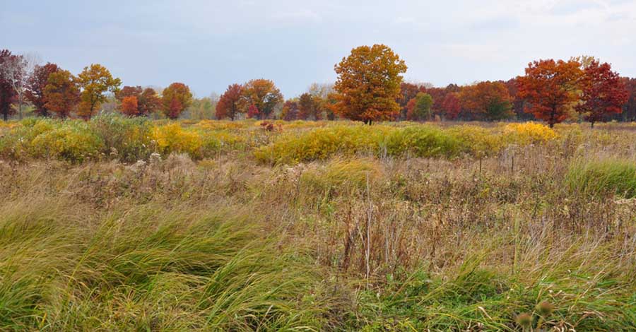 a cold, windy autumn day in a forest in Wisconsin