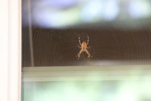 orb weaver spider in the window of a home