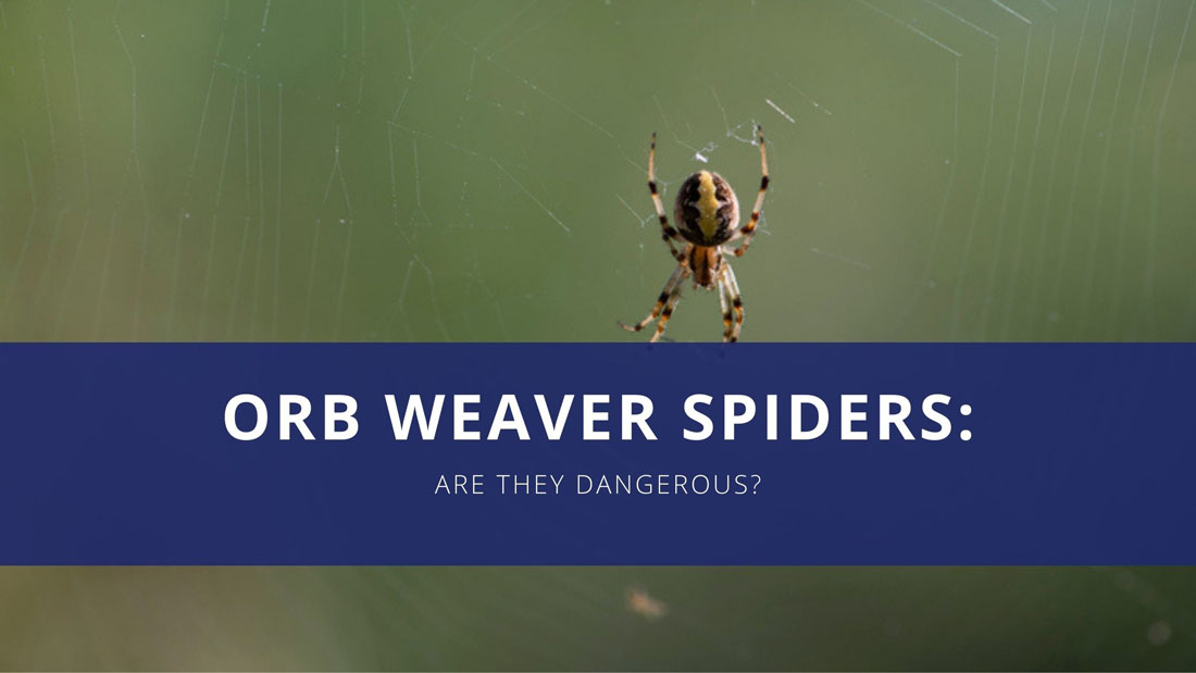 Orb Weaver Spider.