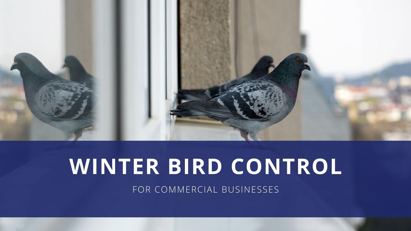 "Winter bird control for commercial businesses".