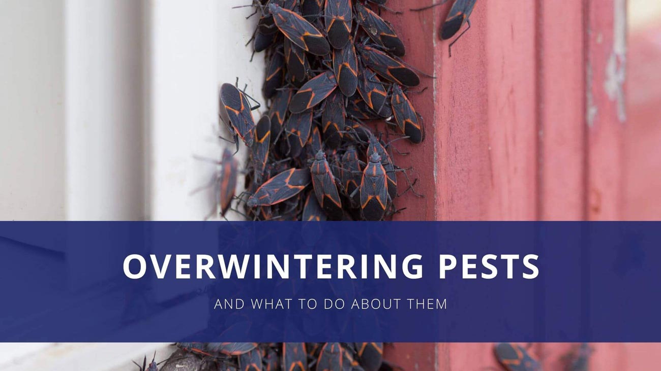 Overwintering pests.