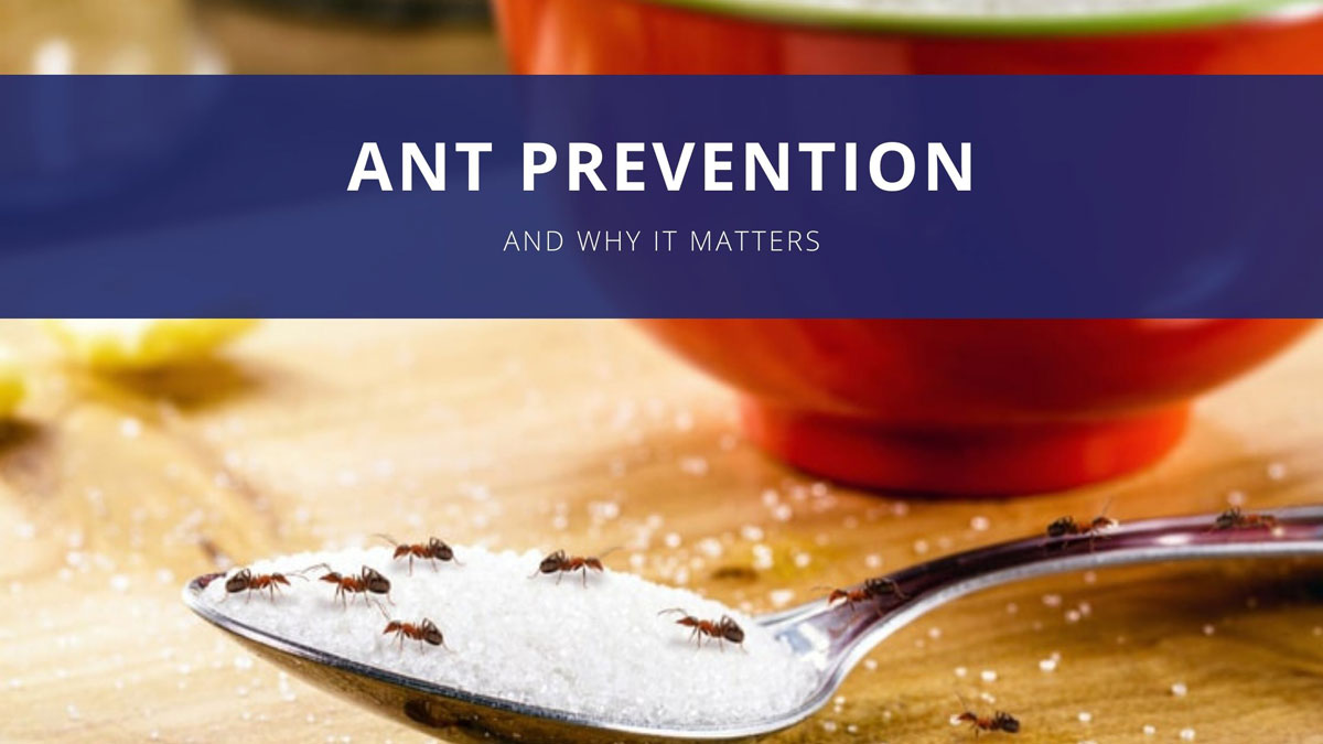 A cluster of ants crawling on a spoonful of sugar - Keep pests away from your home with Terminix Wil-Kil