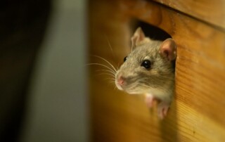 A mouse sticks their head out of a hole in the baseboard of a house.