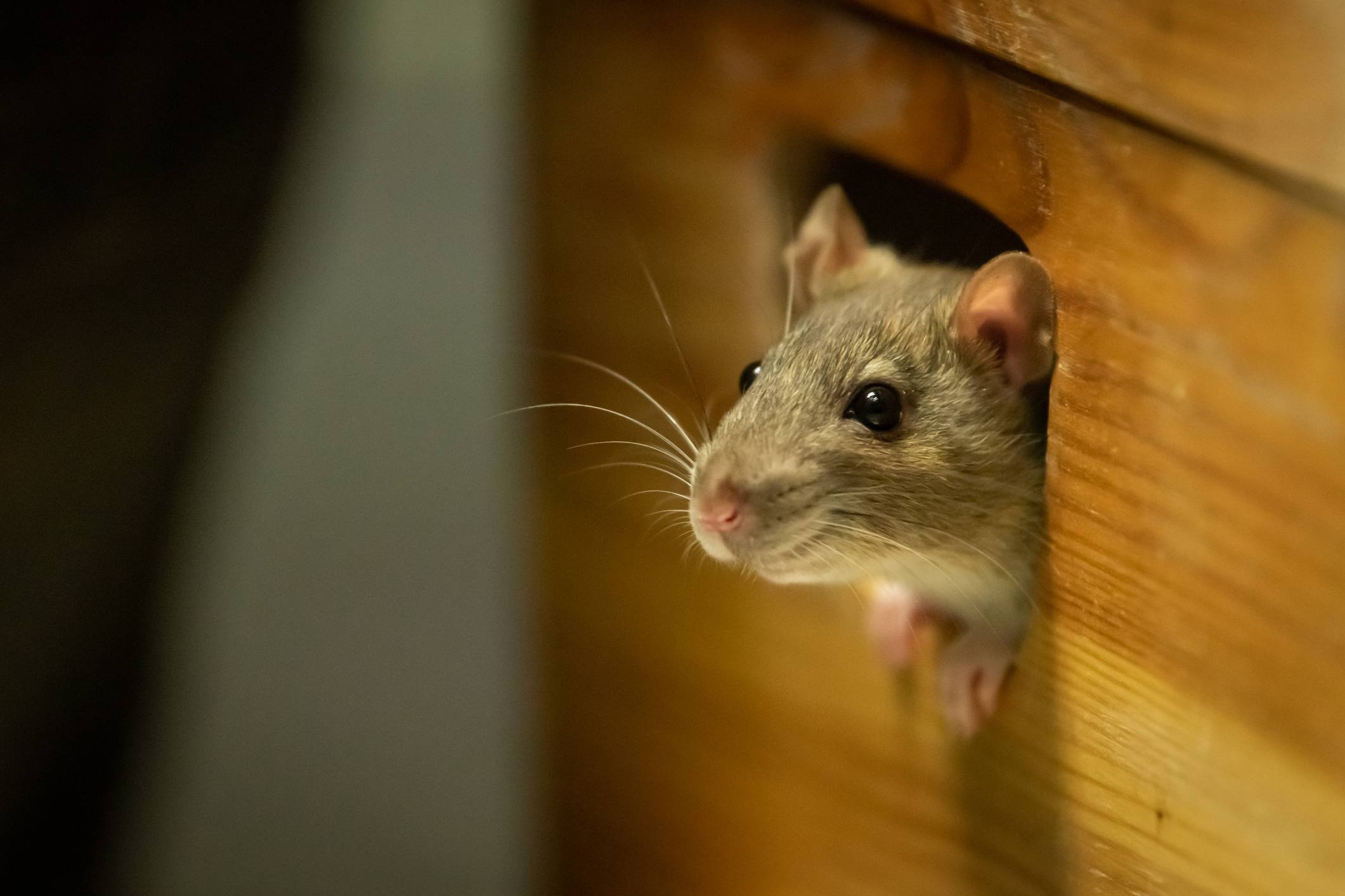 A mouse sticks their head out of a hole in the baseboard of a house.