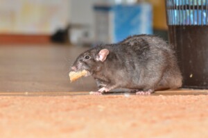 A large gray rodent stands next to some stairs, holding a piece of food in its mouth.