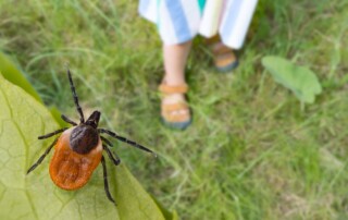 A brown and black tick lays on a tree leaf, ready to drop down on an unsuspecting person walking by