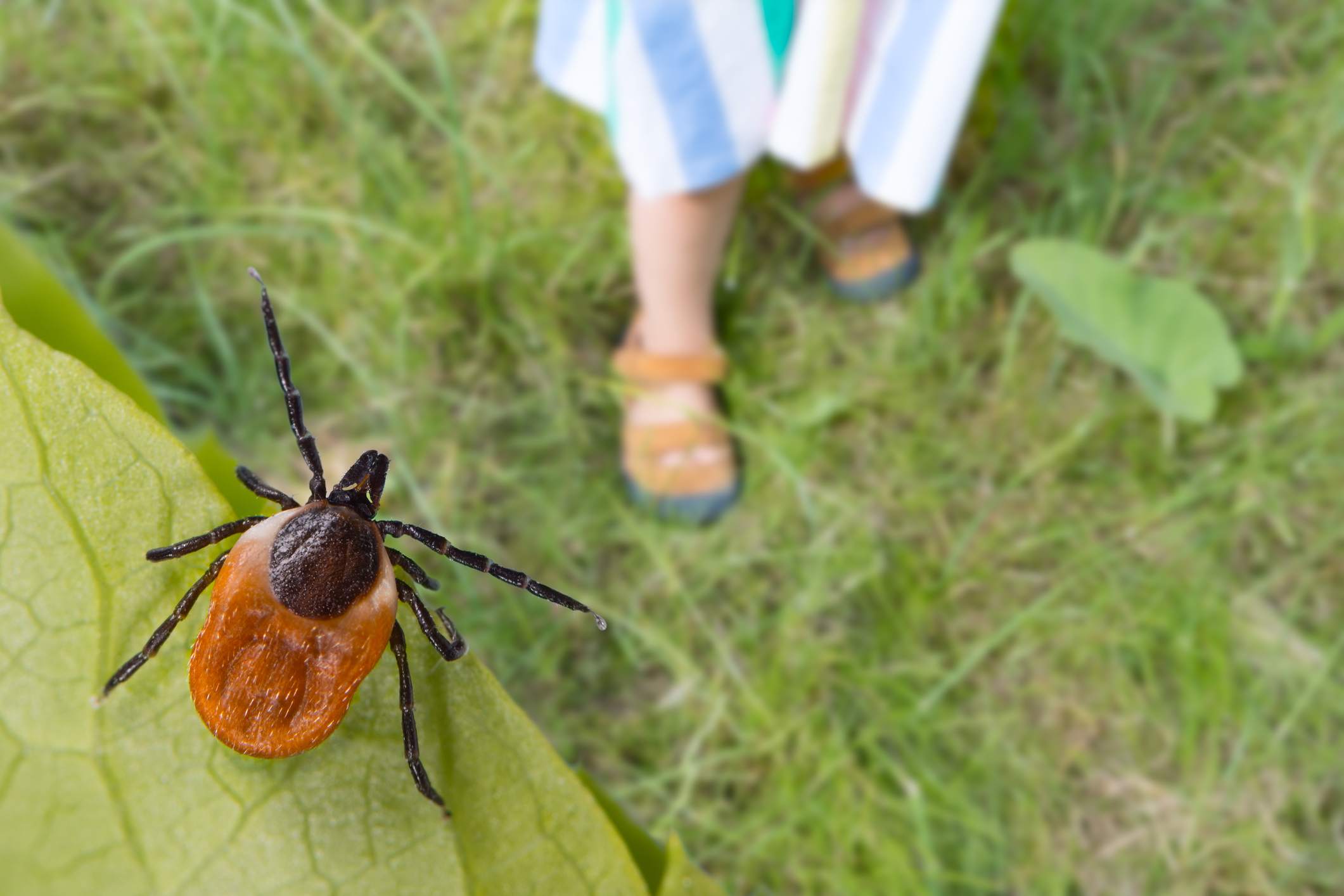 A brown and black tick lays on a tree leaf, ready to drop down on an unsuspecting person walking by