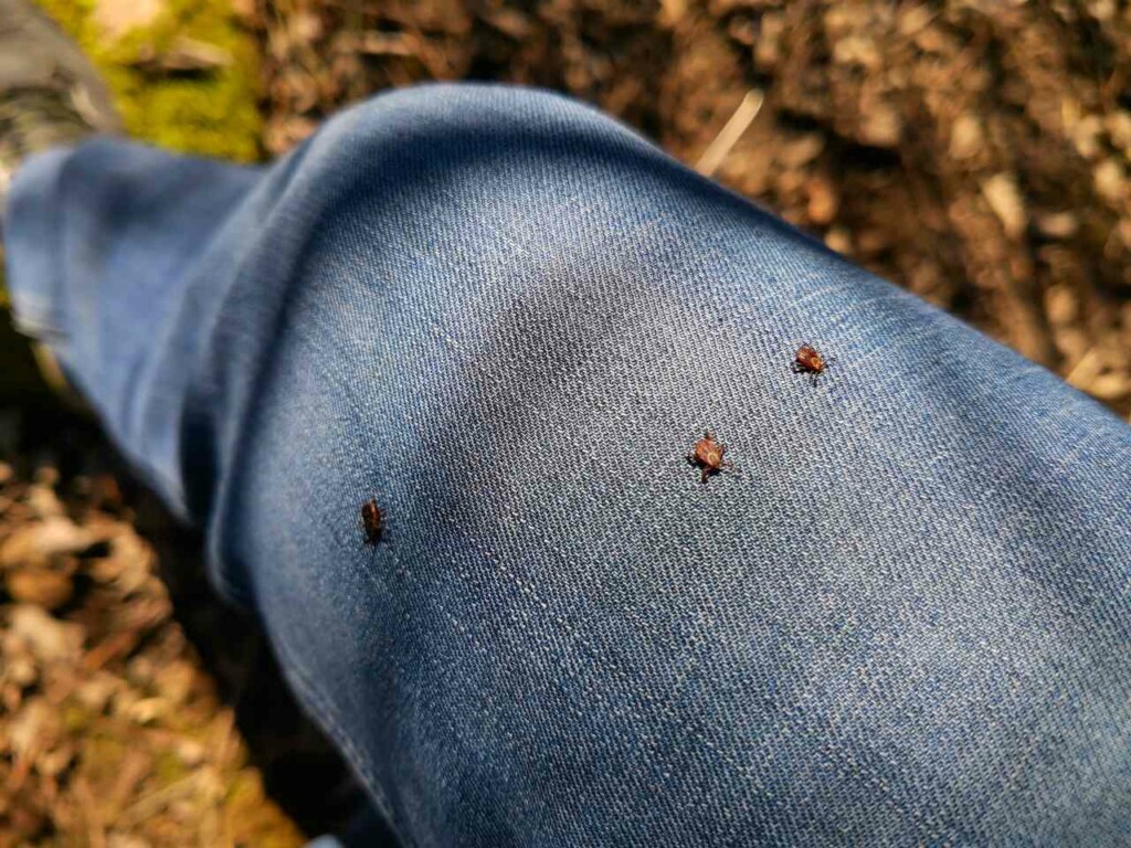 Wisconsin Ticks Your Guide to Wisconsin Ticks | Wil-Kil Pest Control