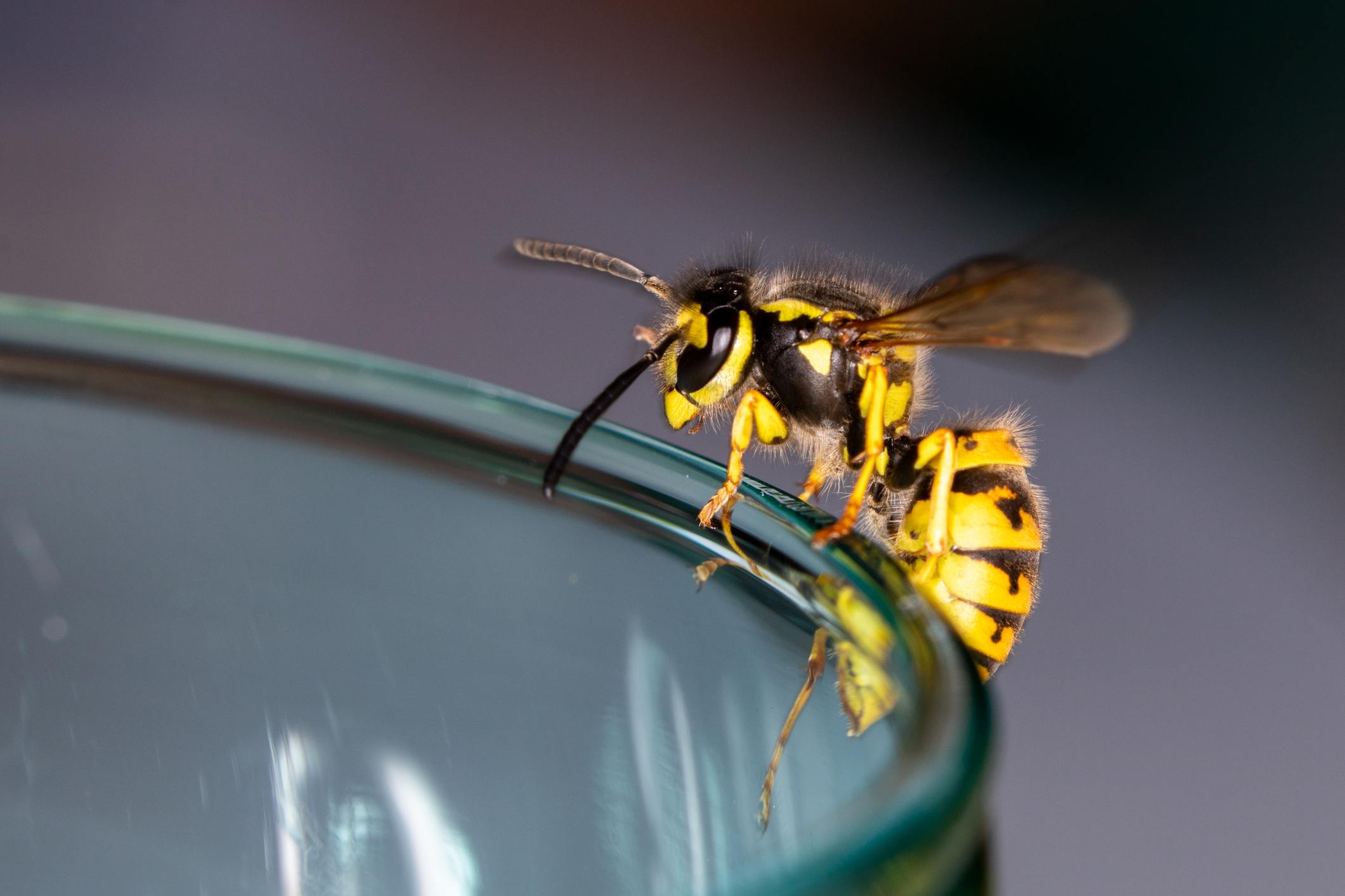A yellow wasp rests on the lip of a cup