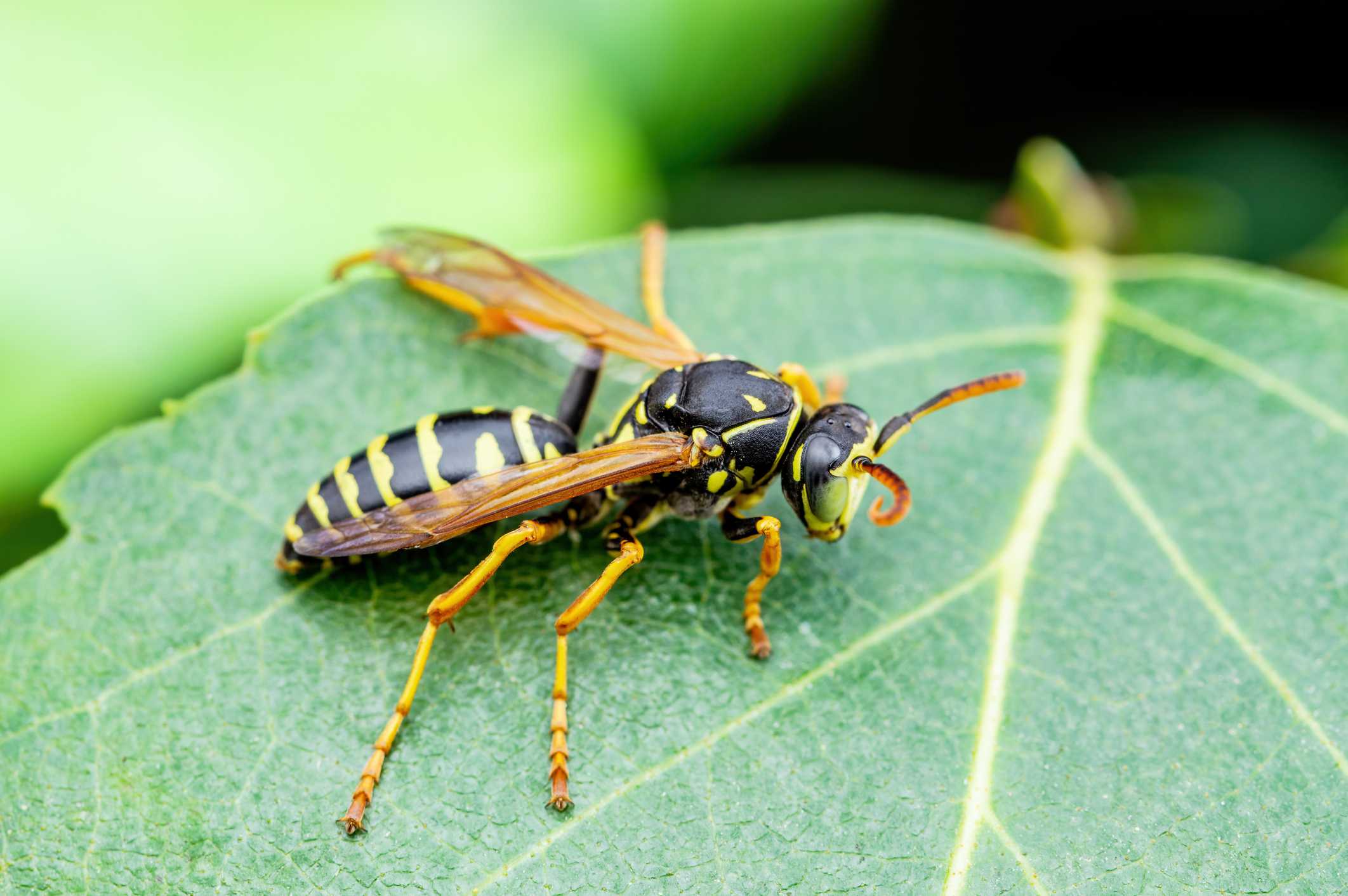 How to Get Rid of Wasps in the Winter Terminix Wil Kil Pest Control