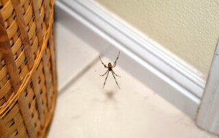 A spider hangs in a room next to a laundry basket