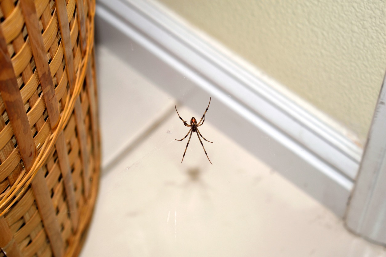 A spider hangs in a room next to a laundry basket