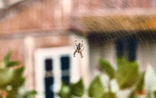 A yellow and black spider hangs from its web in the yard of a home.
