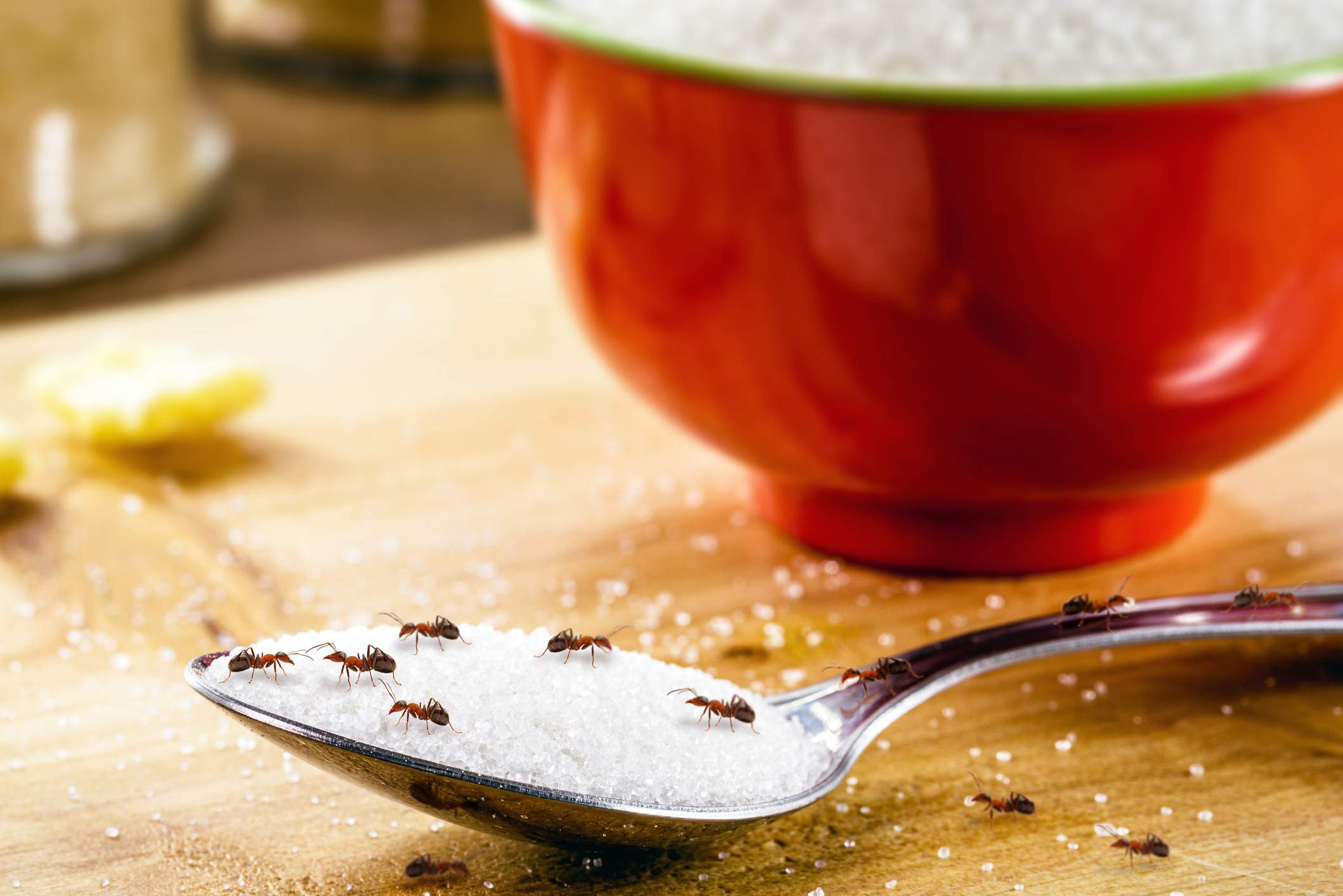 Ants crawl around on a spoonful of sugar next to a red bowl on a kitchen counter.
