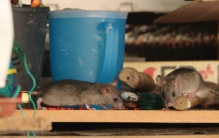 Two house mice searching for food in a utility closet.